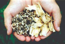 Check spelling or type a new query. Tn 12 The Moringa Tree Echocommunity Org