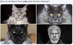 Ron Perlman Cats - reddit
