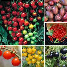 Murieo Jardin 50 Unids Tomate Cereza Super Dulce Fruta Organica Tomate Cereza Dulce Mezcla Hogar Jardin Rareza Tomate Planta Cherrytomate Jardineria Semillas Mano de mujer que sostiene la mitad cortada, aguacate verde fresco en rodajas en la mesa de madera marrón. tomate cereza dulce mezcla hogar