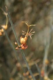 Image result for Cadaba aphylla