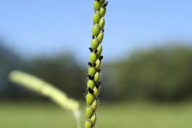 Image result for Urochloa eminii