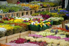 We did not find results for: Flower Standards In The Australian Floral Industry Tesselaar Flowers