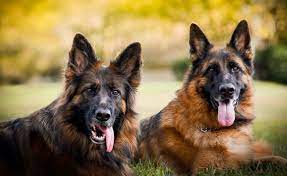 Black/tan is the most common seen color in the gsd and the body is a shade of tan or light brown and the saddle or cape is black. Get To Know All 13 Of The German Shepherd Colors K9 Web