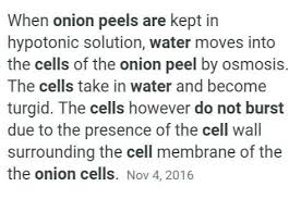 When a cell is placed in hypertonic solution, the cell is hypotonic to the solution. If Cells Of Onion Peel And Rbc Are Separately Kept In Hypotonic Solution What Among The Following Will Brainly In