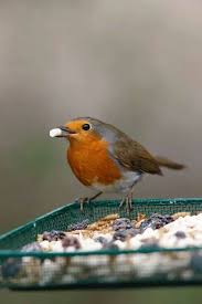 Rspb Bird Watch Pet Birds Robin Bird Birds