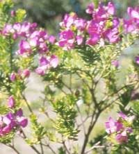 Image result for Polygala myrtifolia