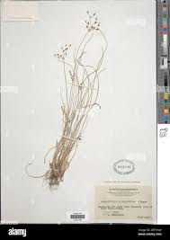Image result for Fimbristylis quinquangularis