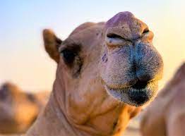 Apache camel lacks the brand recognition of fellow asf projects hadoop , kafka , or spark ; Over The Hump Why We Need To Talk About Apache Camel