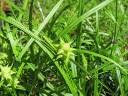 Image result for Carex johnstonii