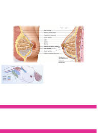 Grátis: Patologias da mama - Material Claro e Objetivo em PDF para Estudo  Rápido