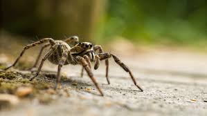 Image result for wolf spider bite skin
