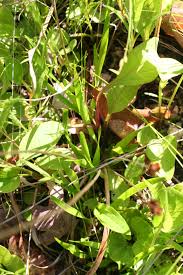 Image result for Xyridaceae