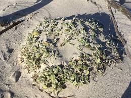 Image result for Arctotheca populifolia