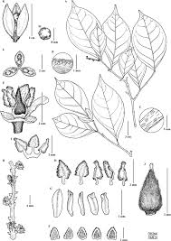 Image result for Rinorea convallarioides
