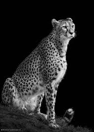 Black And White Cheetah Photography Cheetah Animals Beautiful Jungle Cat World Animals