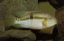 We did not find results for: Aequidens Rondoni