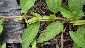 Image result for Corchorus schimperi