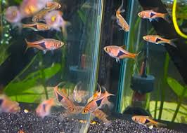 Image result for Lagenaria rufa