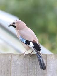 Uk Birds With Yellow Feathers Eurasian Jay Geai Des Chenes