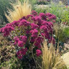 Image result for Sedum