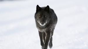 Wallpaper Black Wolf In Winter 2560x1440 Qhd Picture Image 42510 views | 60483 downloads. black wolf in winter 2560x1440 qhd
