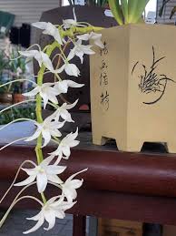 Image result for Aerangis