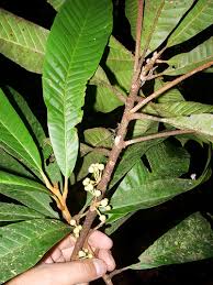 Image result for Chrysophyllum