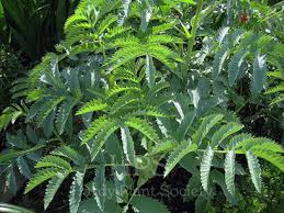 Image result for Melianthaceae