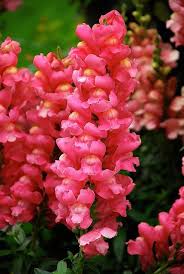 Snapdragons Flower Beautiful Flowers Flowers Most Beautiful Flowers