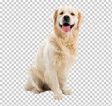 Dogs Png Dogs Retriever Puppy Free Png Downloads Dogs