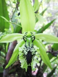 Maybe you would like to learn more about one of these? Mengenal Anggrek Hitam Coelogyne Pandurata Dari Hutan Kalimantan Dan Cara Budidaya Anggrek Hitam