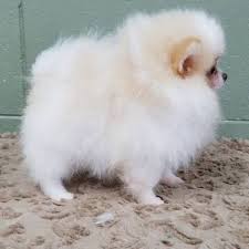 Furthermore, our breeders are usda certified and they are involved in continuous activities meant to keep all of our teacup puppies healthy, both physically and. Well Train Cute Trained Teacup Pomeranian Puppies Ohio City North Ridgeville Oh North Ridgeville Oh Animal Pet