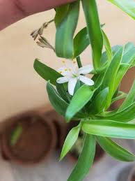 Image result for Chlorophytum anceps