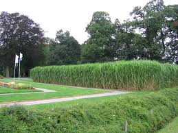 Breite x höhe 43 x 90 cm. Riesen Chinaschilf Als Sichtschutz Fur Garten Terrasse Oder Balkon