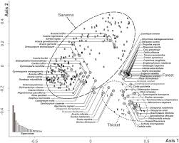 Image result for Micrococca capensis