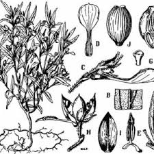 Image result for Afrohybanthus enneaspermus