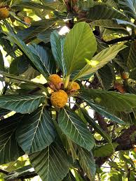 Image result for Moraceae