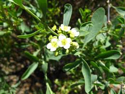 Image result for Montiniaceae