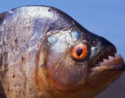 Piranha Facts And Informationa Bout Piranhas