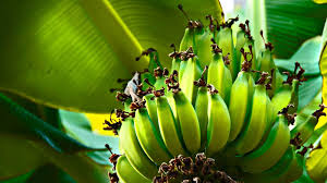 We did not find results for: 20 Wallpaper Gambar Buah Pisang Www Buahaz Com