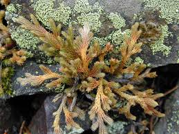 Image result for Selaginella chevalieri