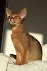 Red Ferne Abyssinians - Home