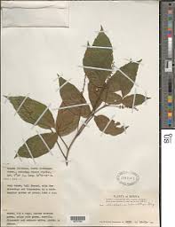 Image result for Allophylus ferrugineus