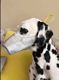 رعب كورونا ينتشر أقنعة وجوه للحيوانات الأليفة لحمايتها من الفيروس صور Dog Mask Chinese Dog Pet Owners