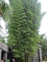 Bamboo Plants Perth Bamboo Landscape Plants Bamboo Wa Bamboo Landscape Plants Bamboo Plants