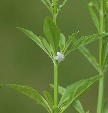 Image result for Scoparia dulcis