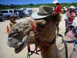 And been to panamik hot spring.vlog: Port Stephens Camel Ride Adventure New South Wales