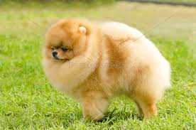 We did not find results for: Pomeranian Dog Stock Photo 10663385 Panthermedia Stock Agency