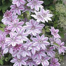 Climbing hydrangeas are great plants for shade. 10 Of The Best Clematis For Shade Pyracantha Co Uk