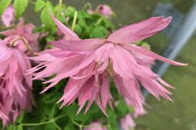 Clematis amber can be planted in any aspect, and will grow just as well in a pot or a planter as it will in a garden situation. Five Great Early Clematis Richard Jackson Garden